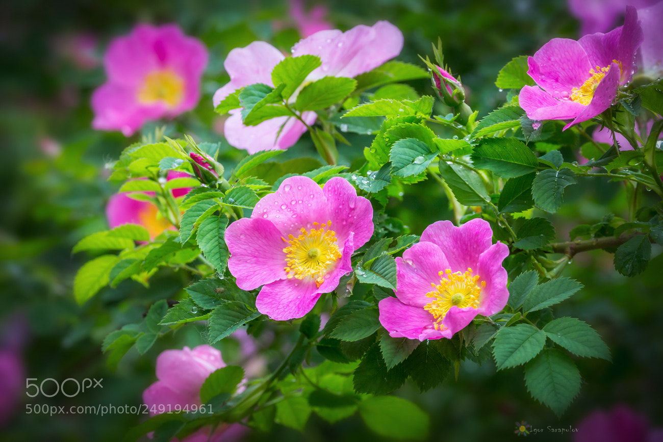 Canon EOS 60D sample photo. Blooming wild rose photography