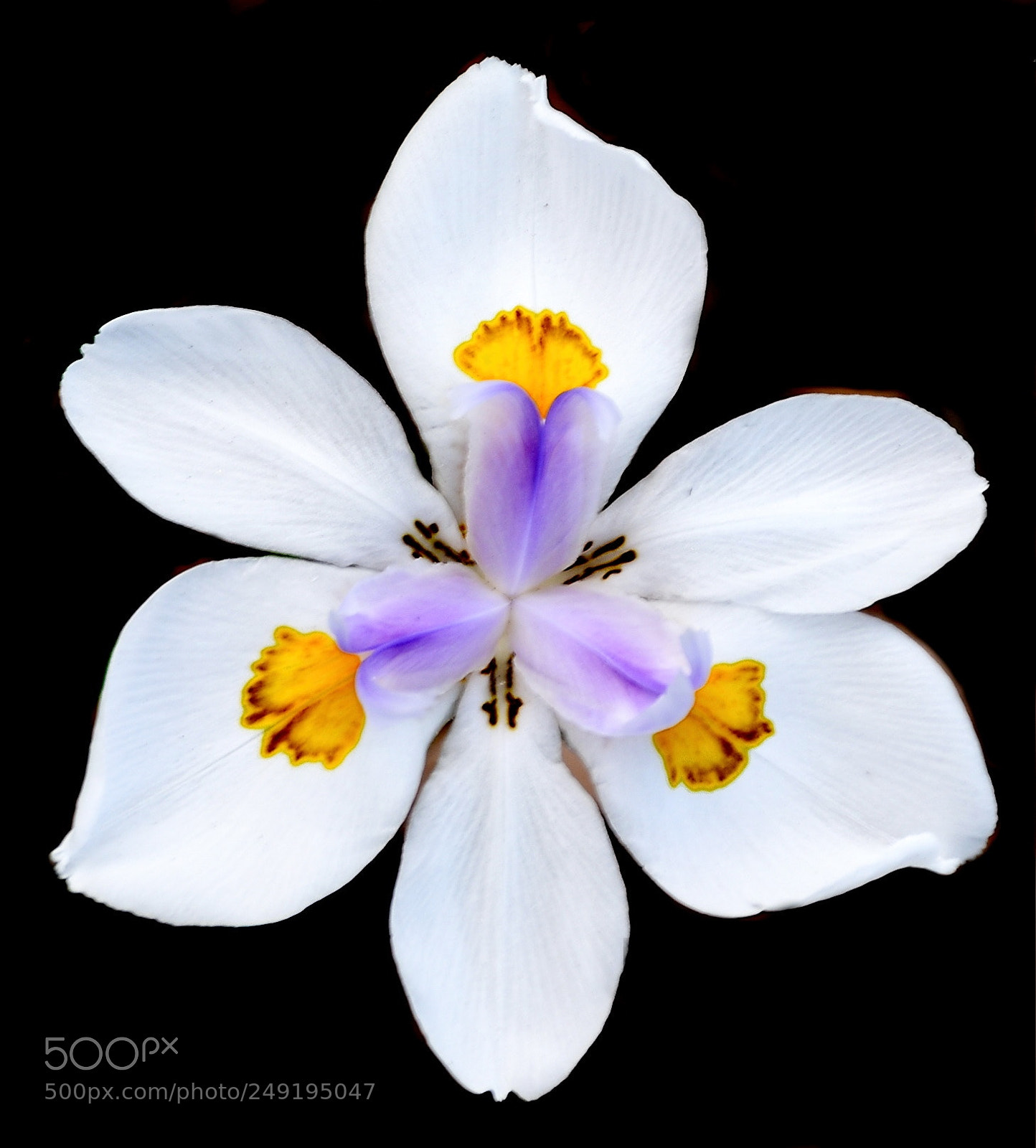 Nikon D7200 sample photo. White iris flower photography