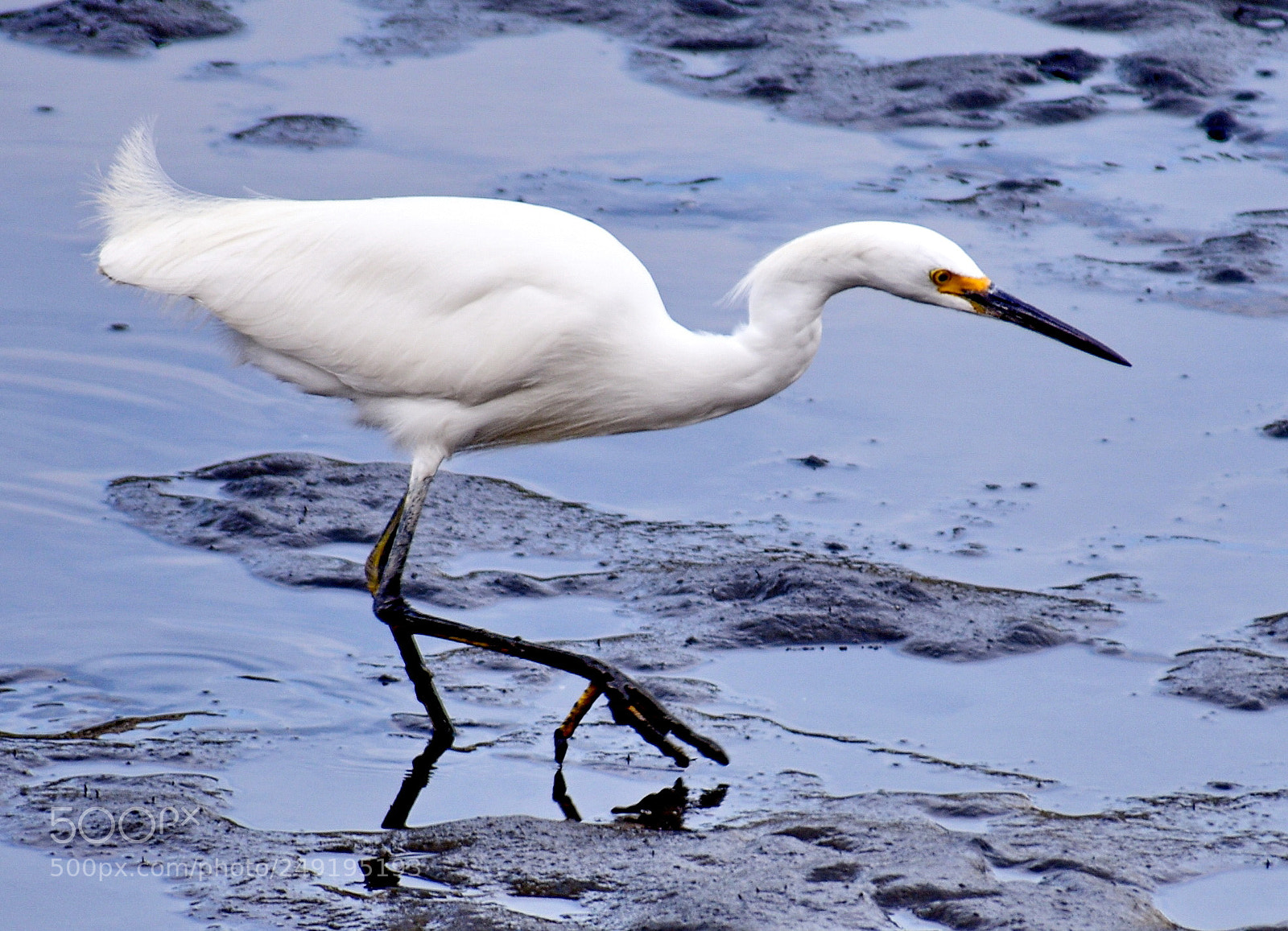 Nikon D7200 sample photo. White egret walking in photography