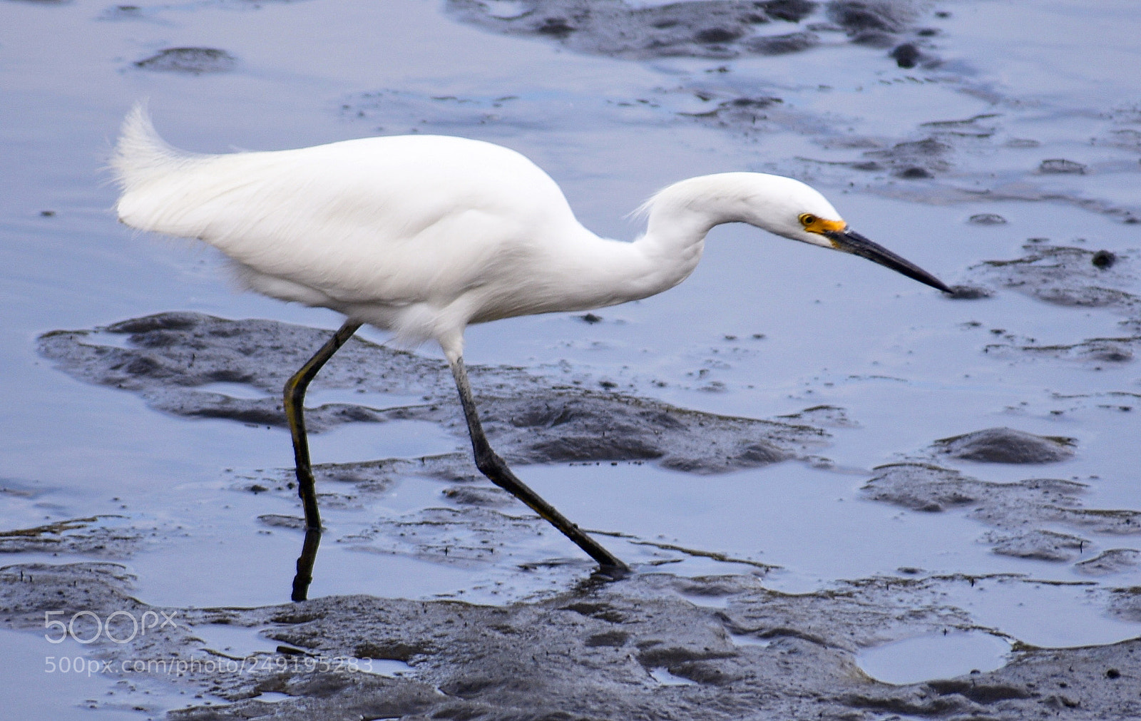Nikon D7200 sample photo. White egret walking in photography