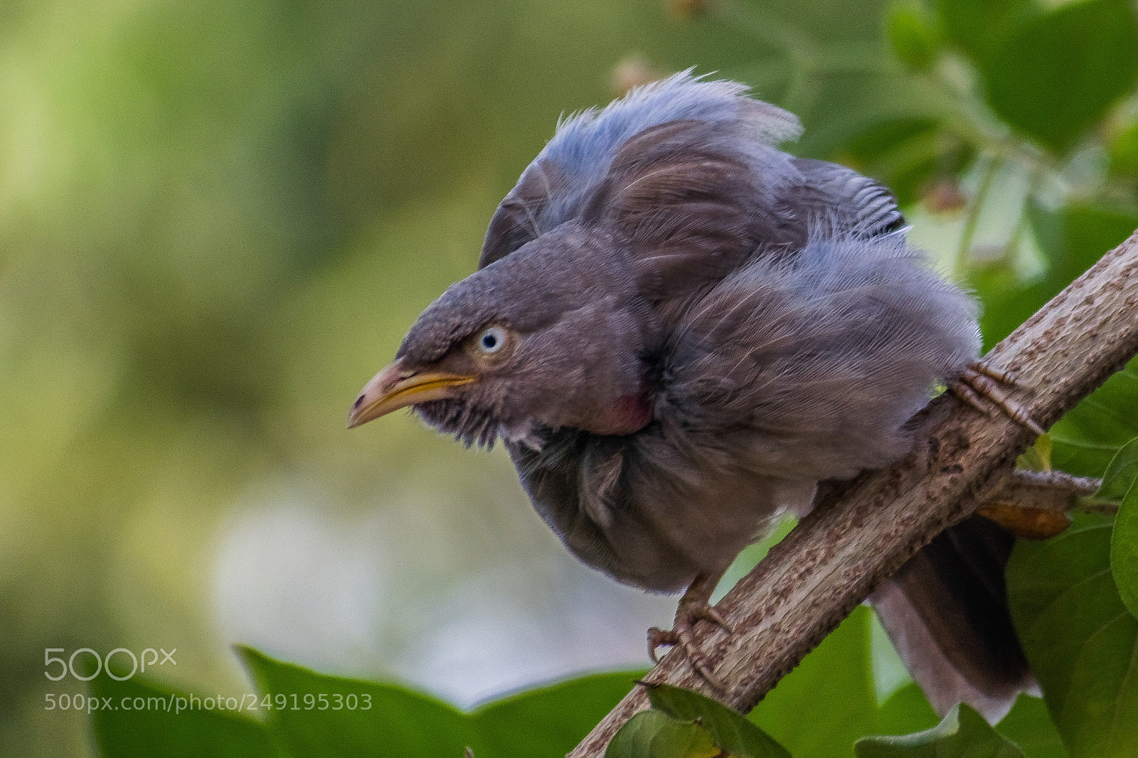 Nikon D5300 sample photo. The original angry bird photography