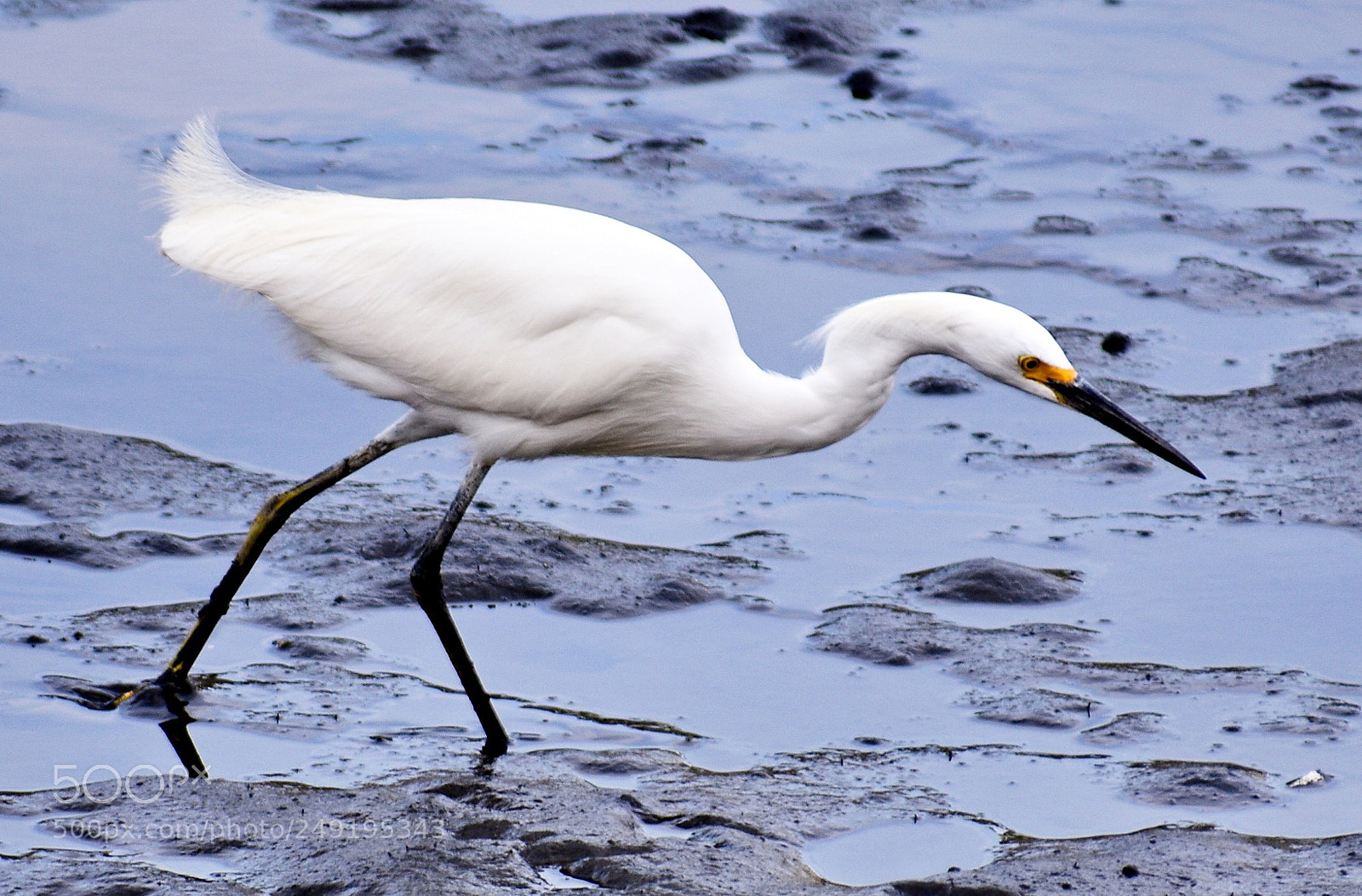 Nikon D7200 sample photo. White egret walking in photography