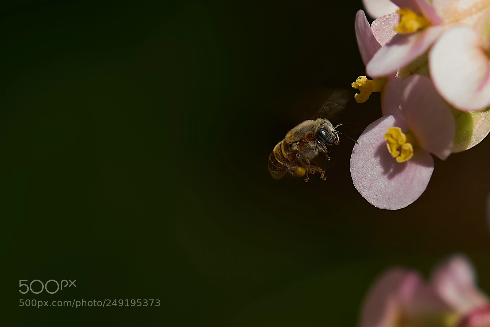 Sony a7R II sample photo. Soroa photography