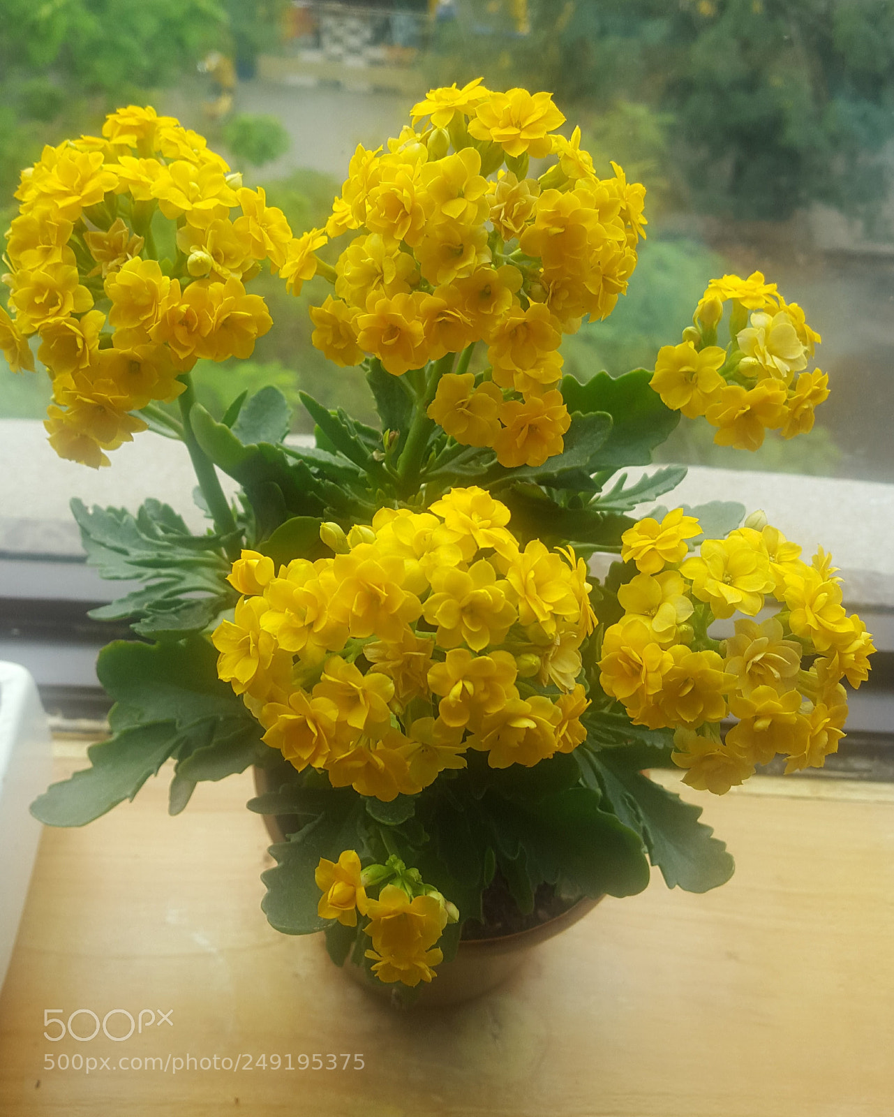 Samsung GALAXY S6 edge sample photo. Yellow flowers photography