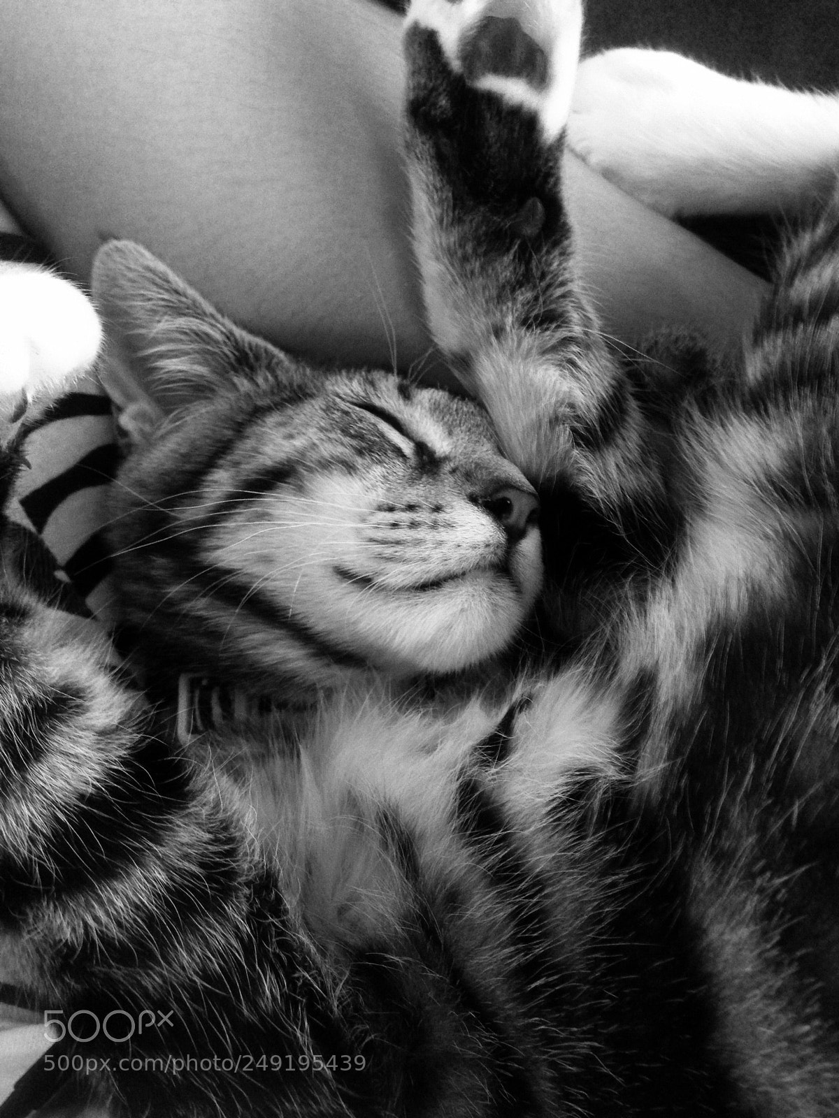 Apple iPhone 5 sample photo. B&w cat photography