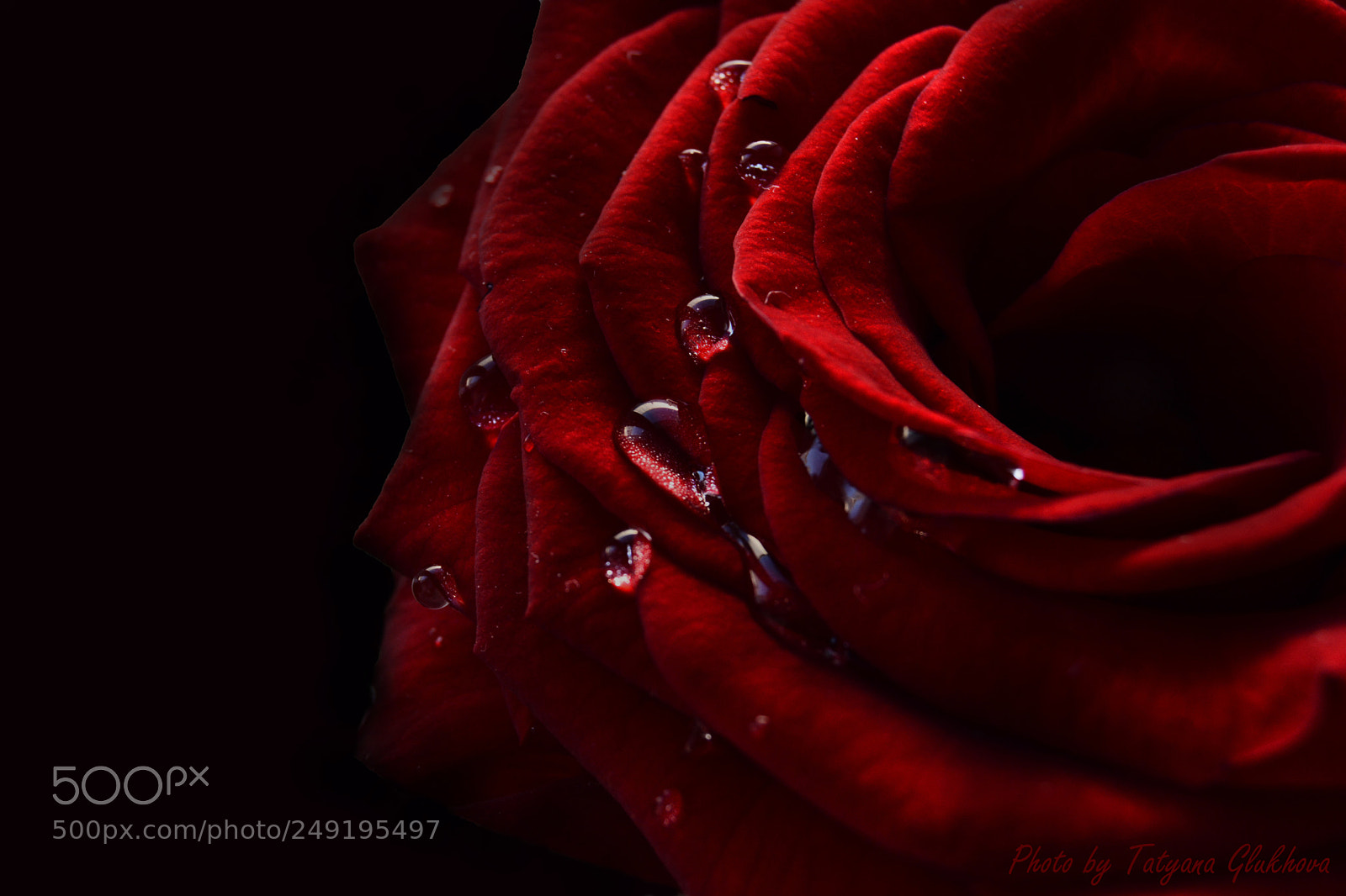 Nikon D5200 sample photo. Rose photography