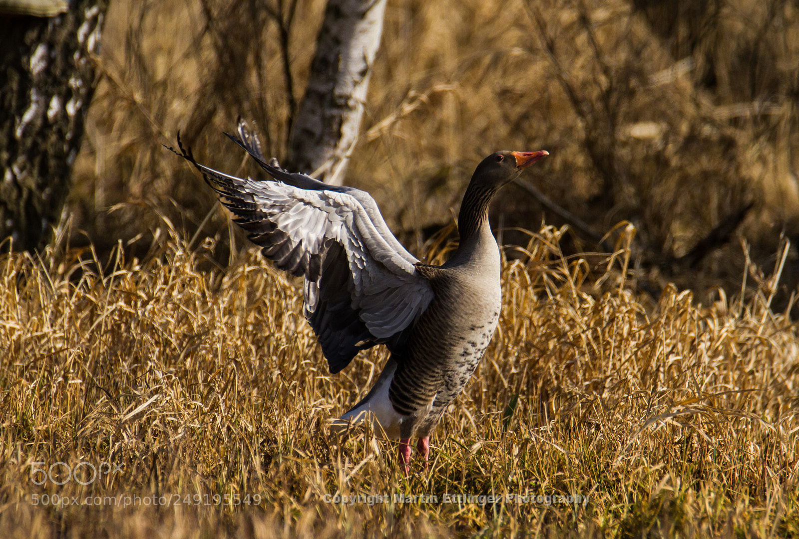 Canon EOS 7D sample photo. Gray goose anser anser photography