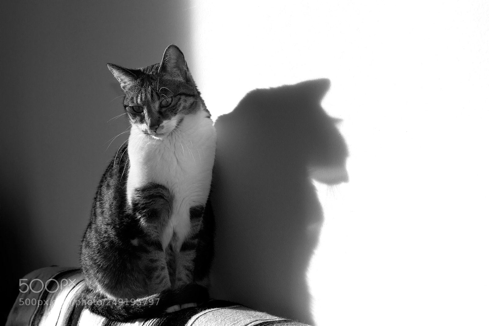 Canon EOS 7D sample photo. A. the cat photography