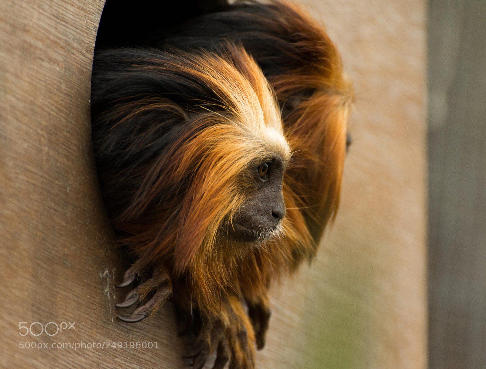 Nikon D7200 sample photo. Peek-a-boo photography