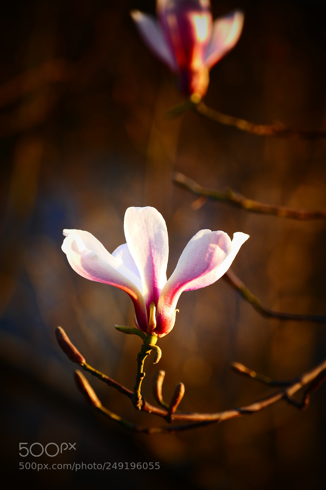 Panasonic Lumix DMC-FZ1000 sample photo. Magnolia photography