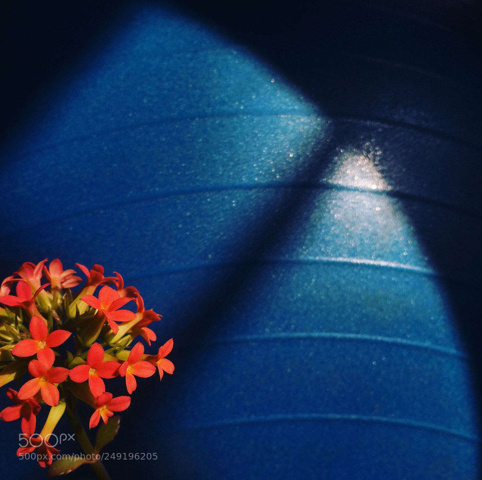 Apple iPhone 6s Plus sample photo. Flower & shadow photography