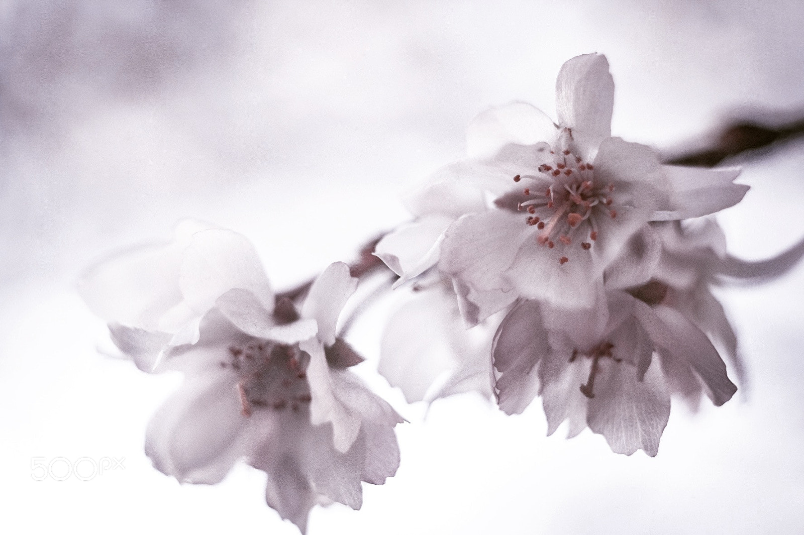 Fujifilm X-T20 sample photo. Sakura blossom photography