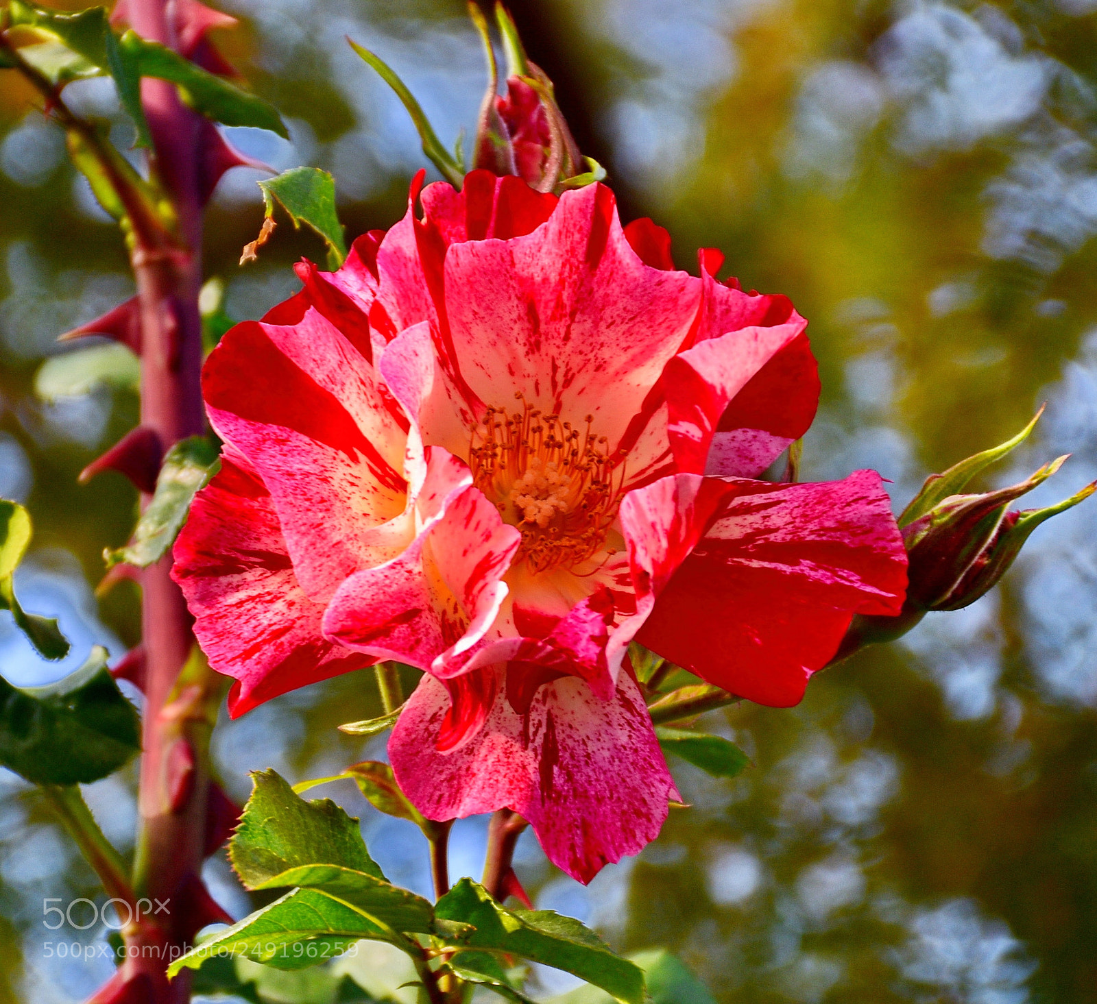 Nikon D7200 sample photo. Red carnation flower photography