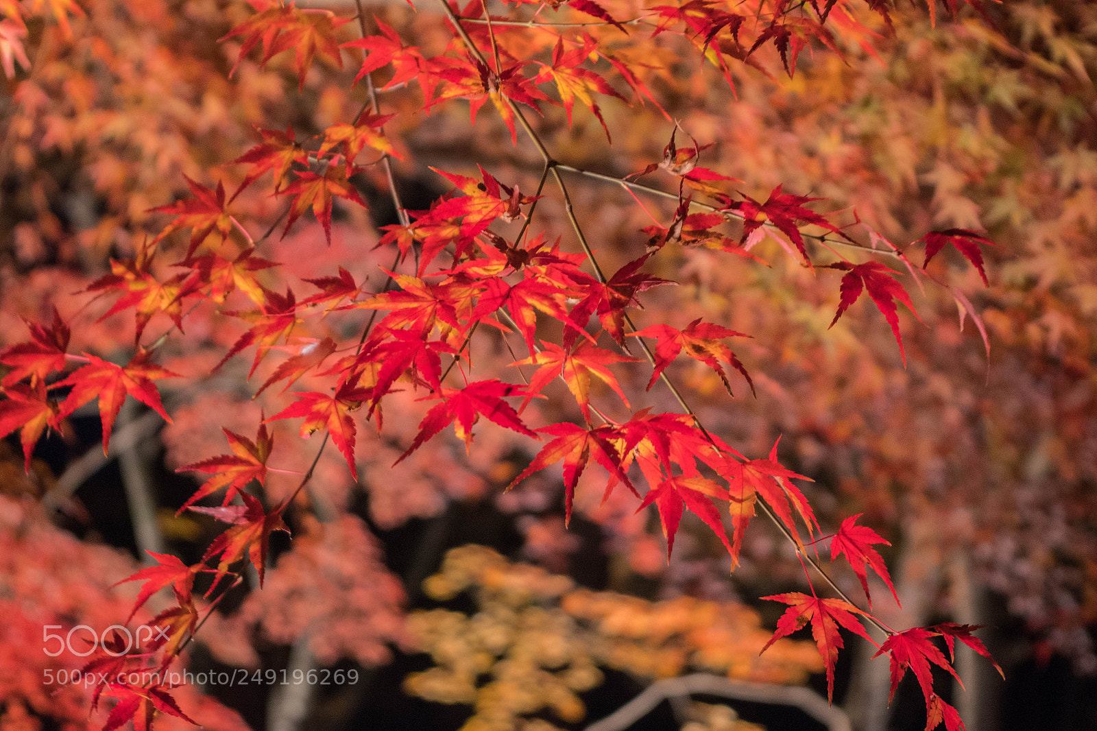 Pentax K-S2 sample photo. Colored leaves of passion. photography