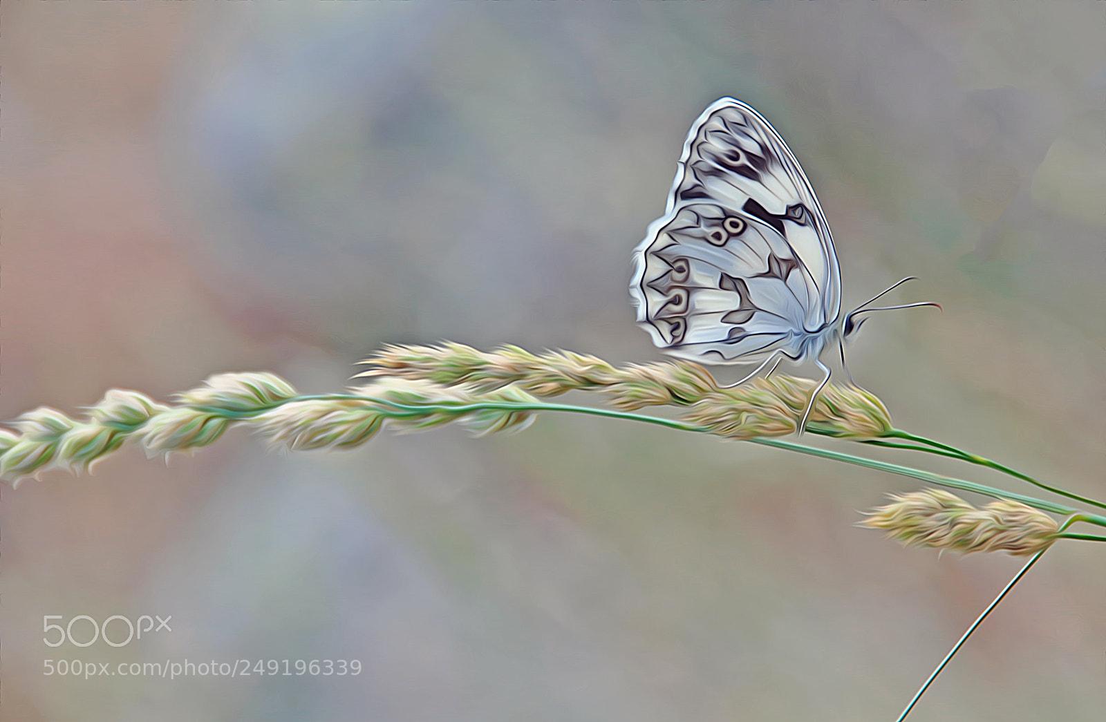 Nikon D90 sample photo. Dreaming of butterflies ... photography