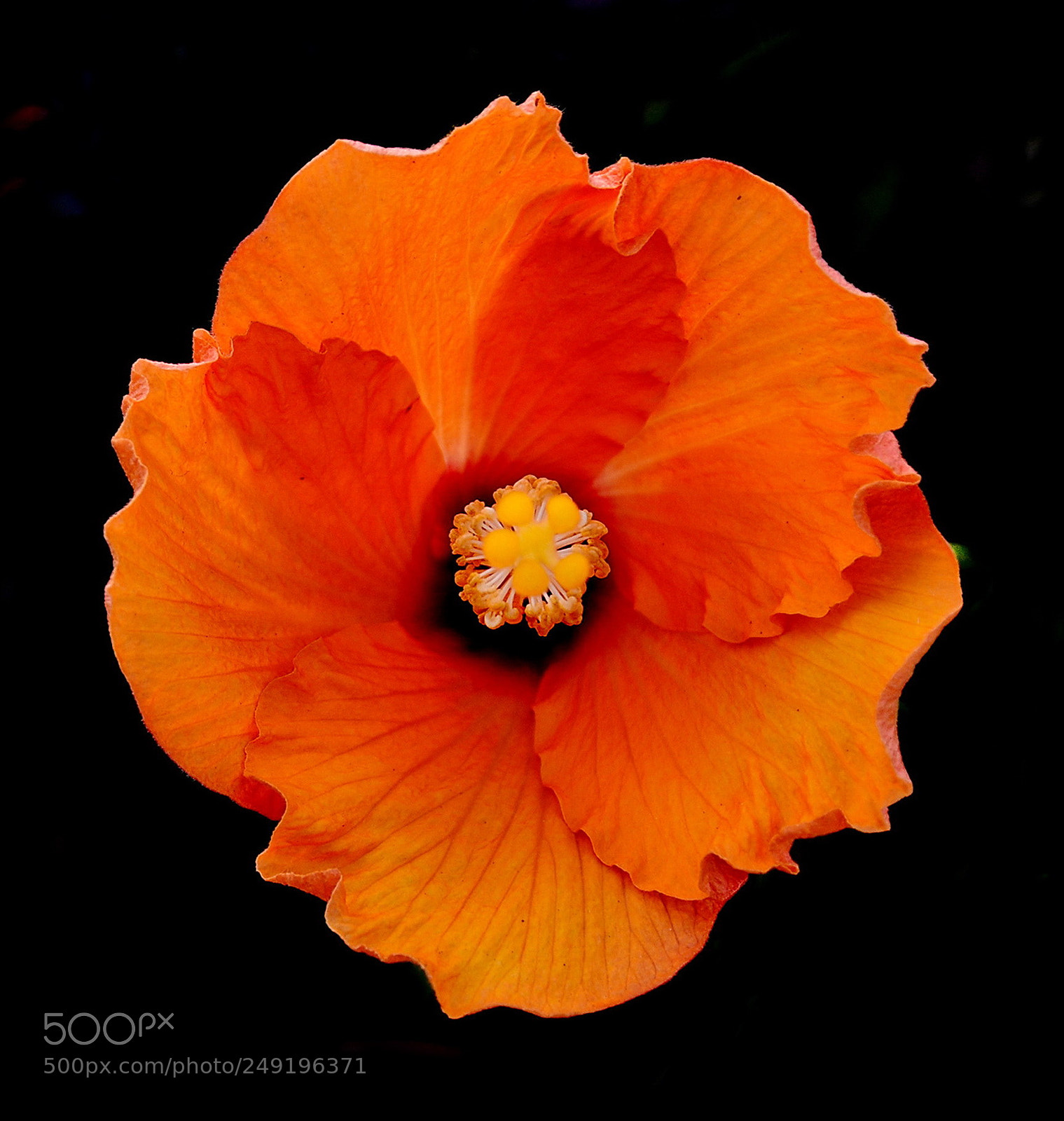 Nikon D7200 sample photo. Gold hibiscus flower photography