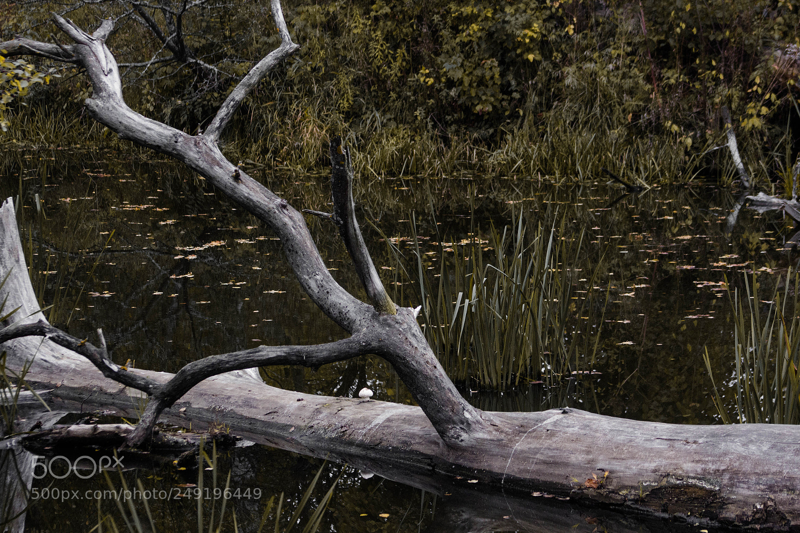 Canon EOS 600D (Rebel EOS T3i / EOS Kiss X5) sample photo. Smirnov's ponds photography