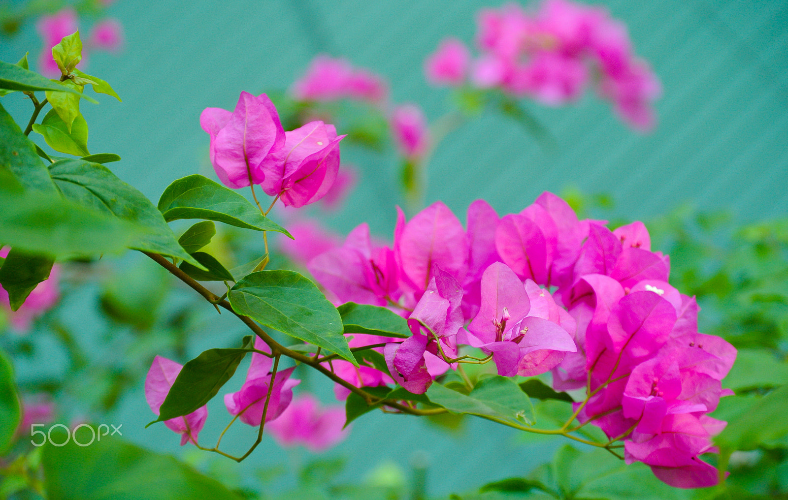 Nikon 1 J1 sample photo. Bougainvillea flower #1 photography