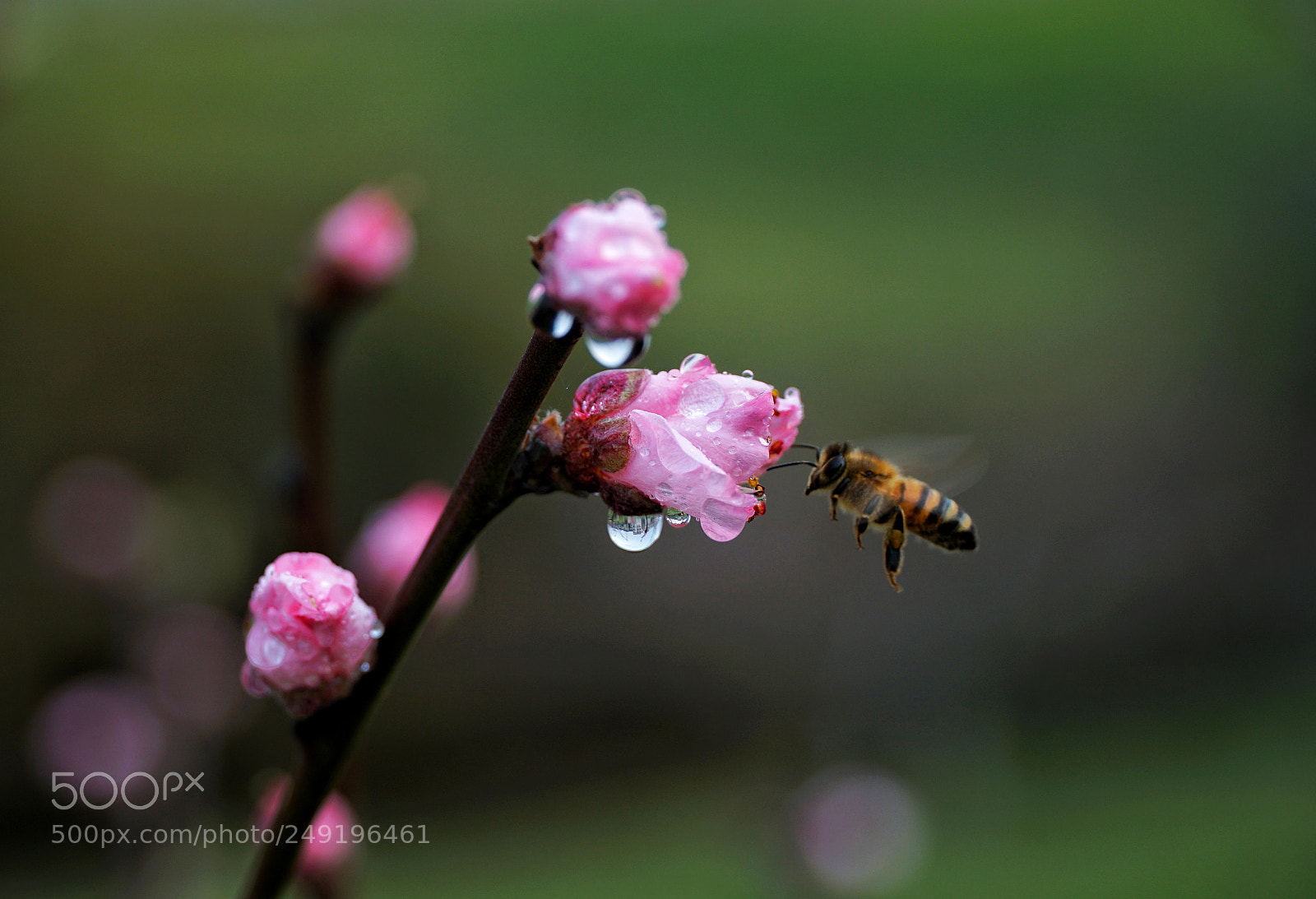 Sony a6300 sample photo. 采撷 photography