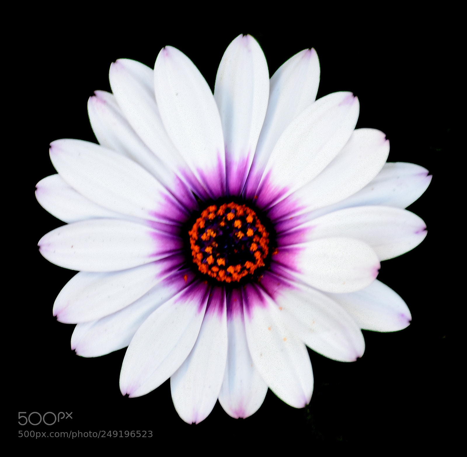 Nikon D7200 sample photo. White and purple daisy photography