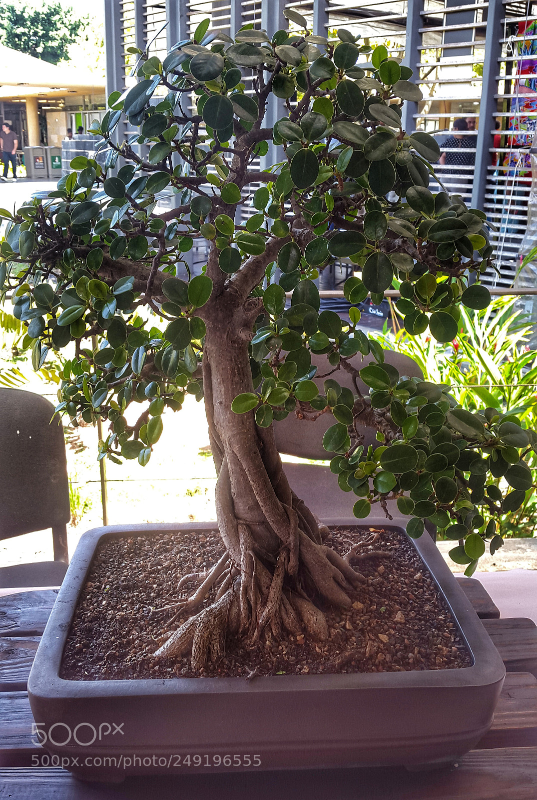 Samsung Galaxy S5 sample photo. Bonsai photography