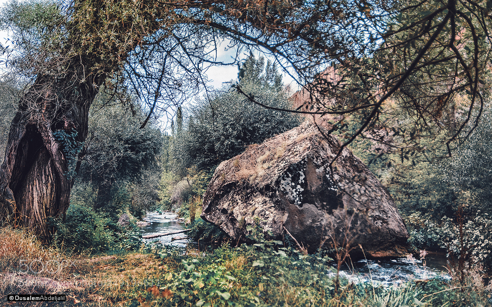 Nikon D7100 sample photo. Forest nature photography