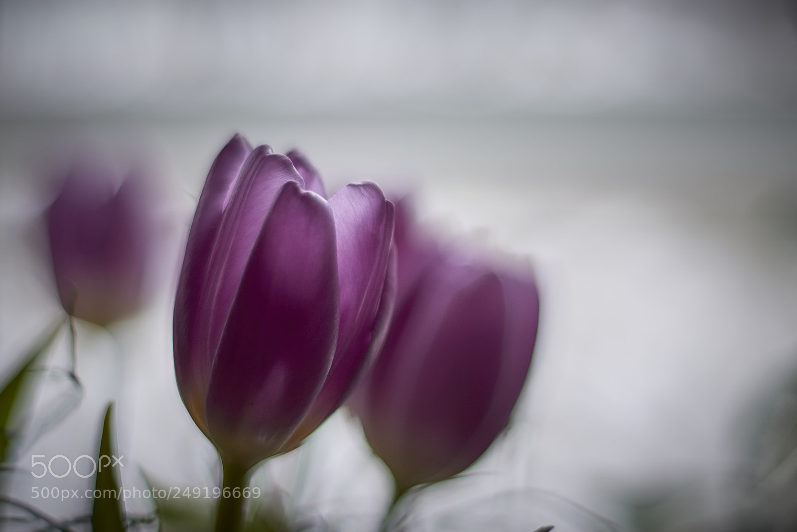 Nikon D800E sample photo. Semitransparent photography
