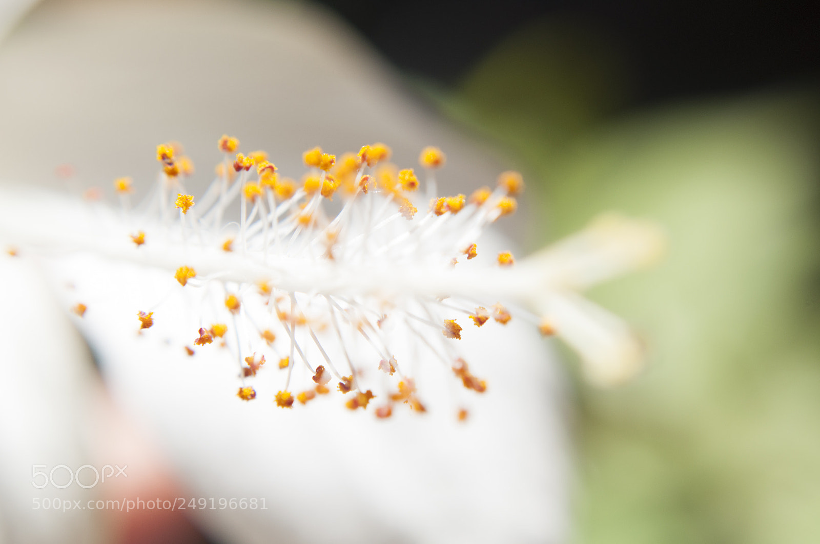 Nikon D5000 sample photo. Flower photography