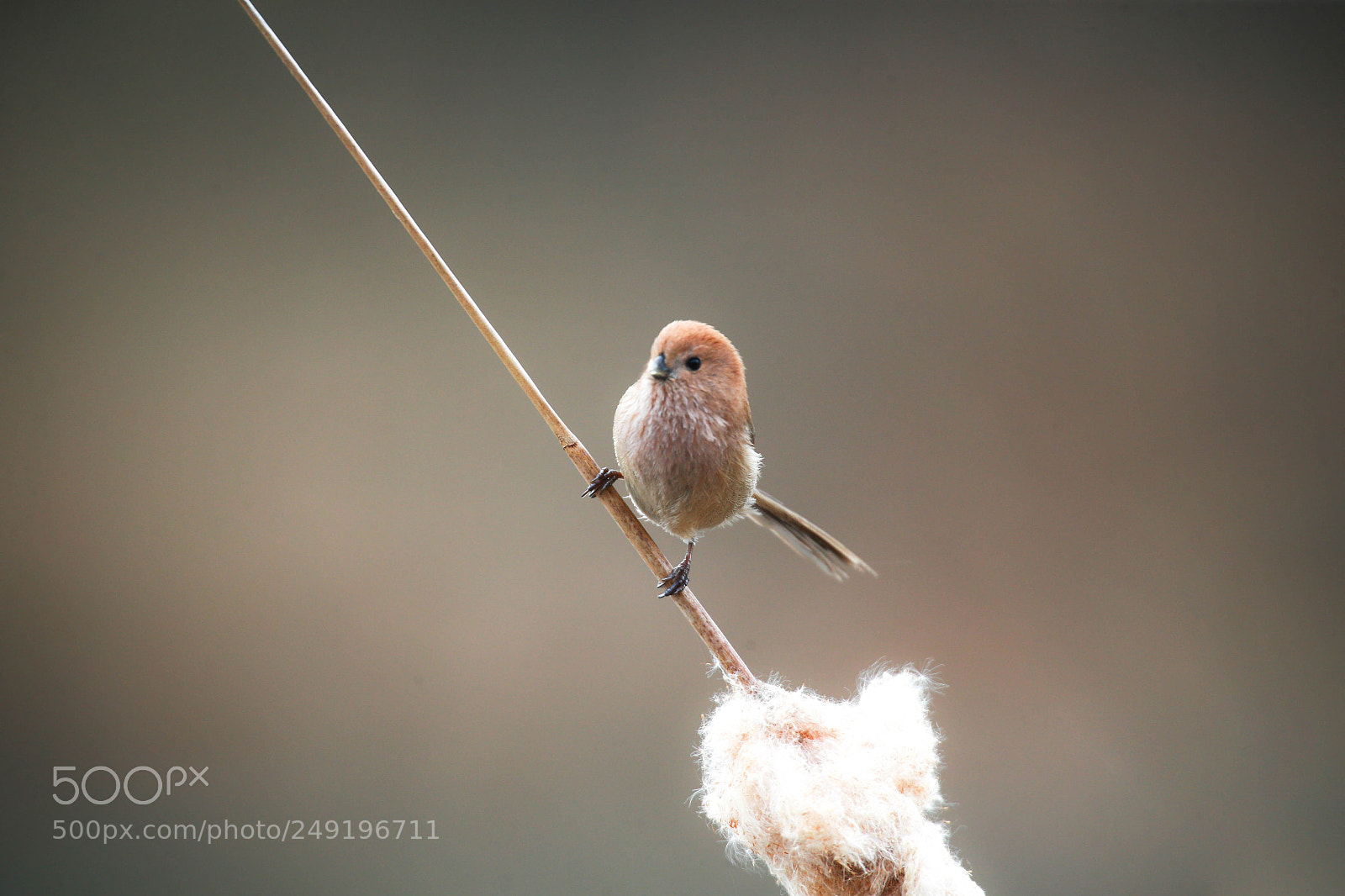 Canon EOS-1D X sample photo. Korea photography