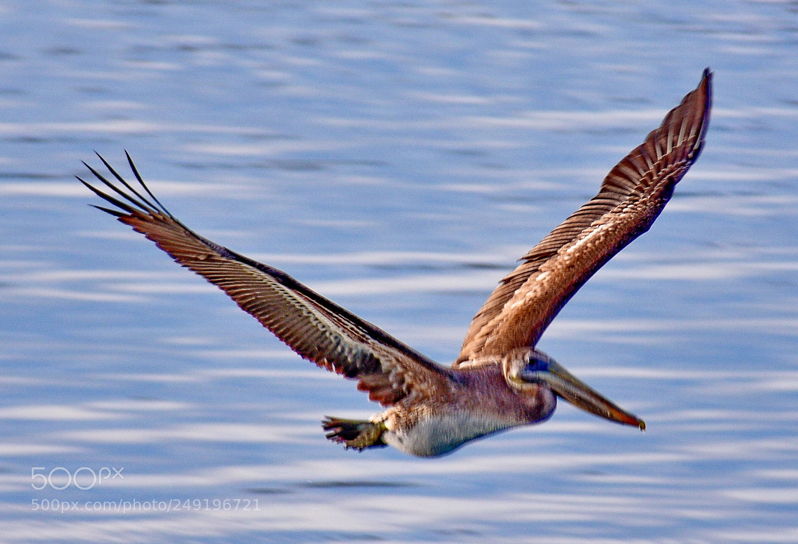 Nikon D7200 sample photo. Pelican flying across marina photography