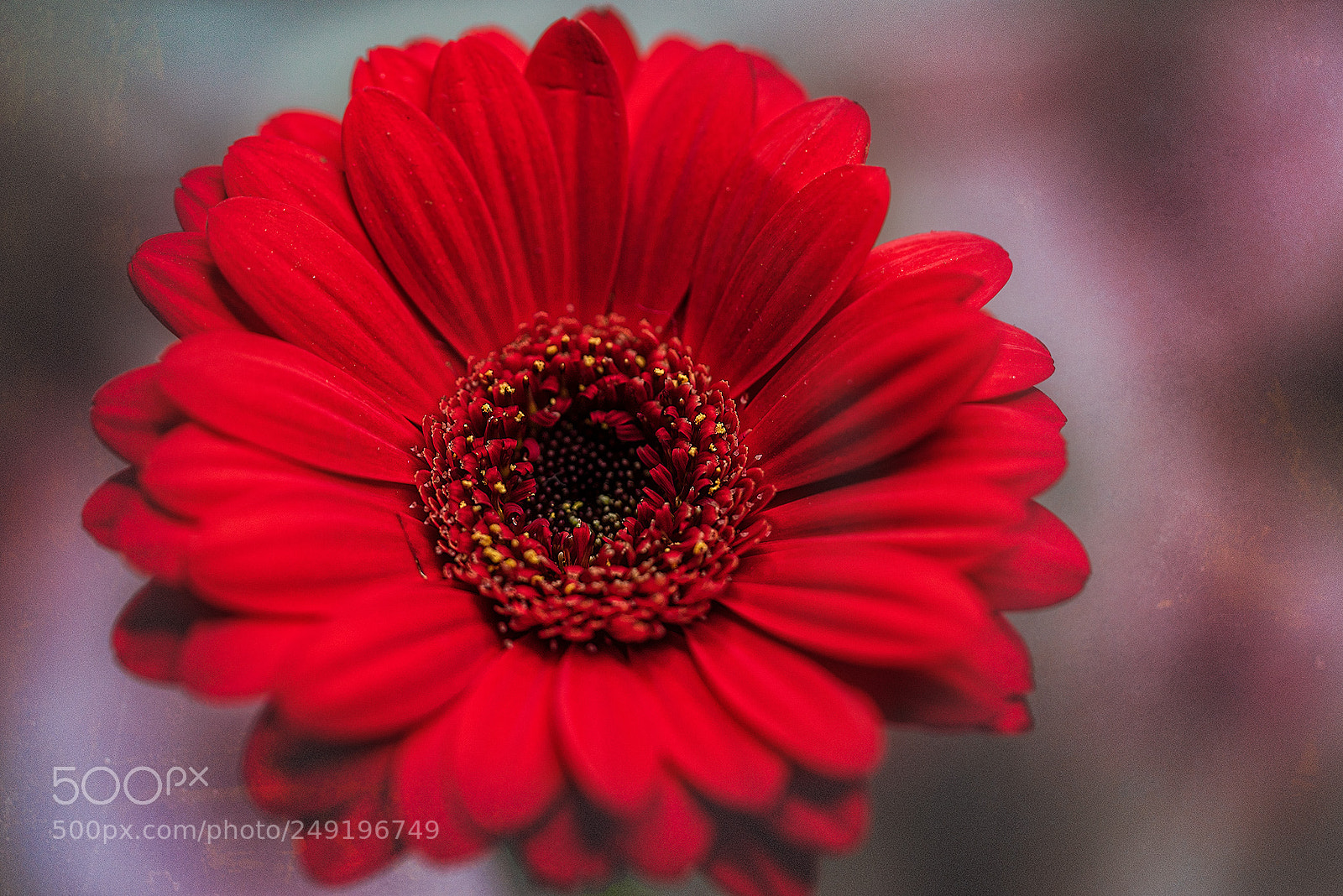 Sony a7R sample photo. Red gerbera photography