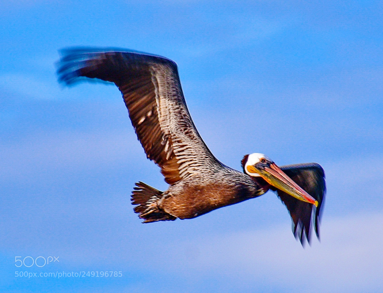 Nikon D7200 sample photo. Pelican flying across marina photography