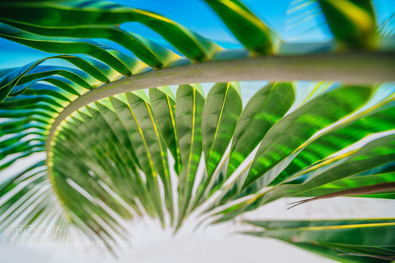 Sony a7R II sample photo. Palm tree leaf and photography