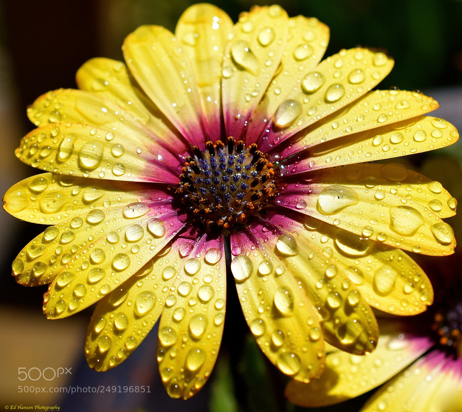 Nikon D3300 sample photo. Water drops add so photography