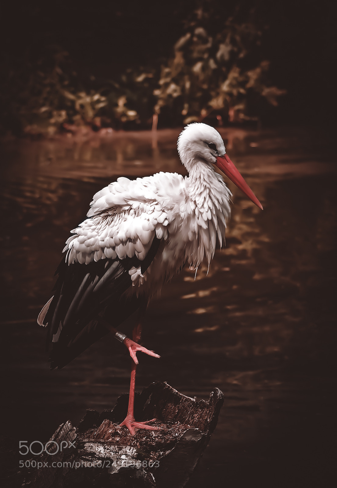 Canon EOS 30D sample photo. Stork photography