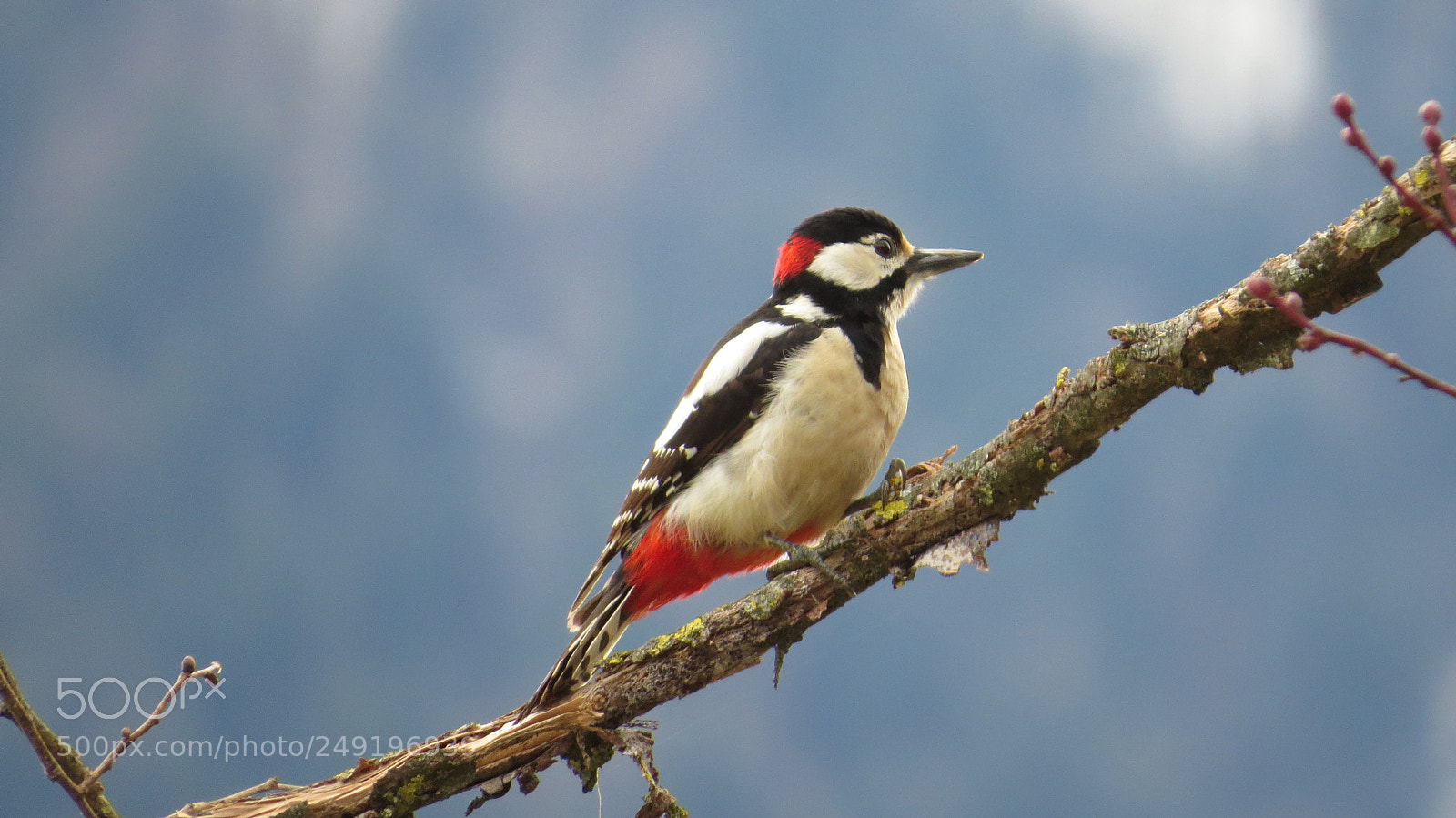 Canon PowerShot SX50 HS sample photo. Great spotted woodpecker photography