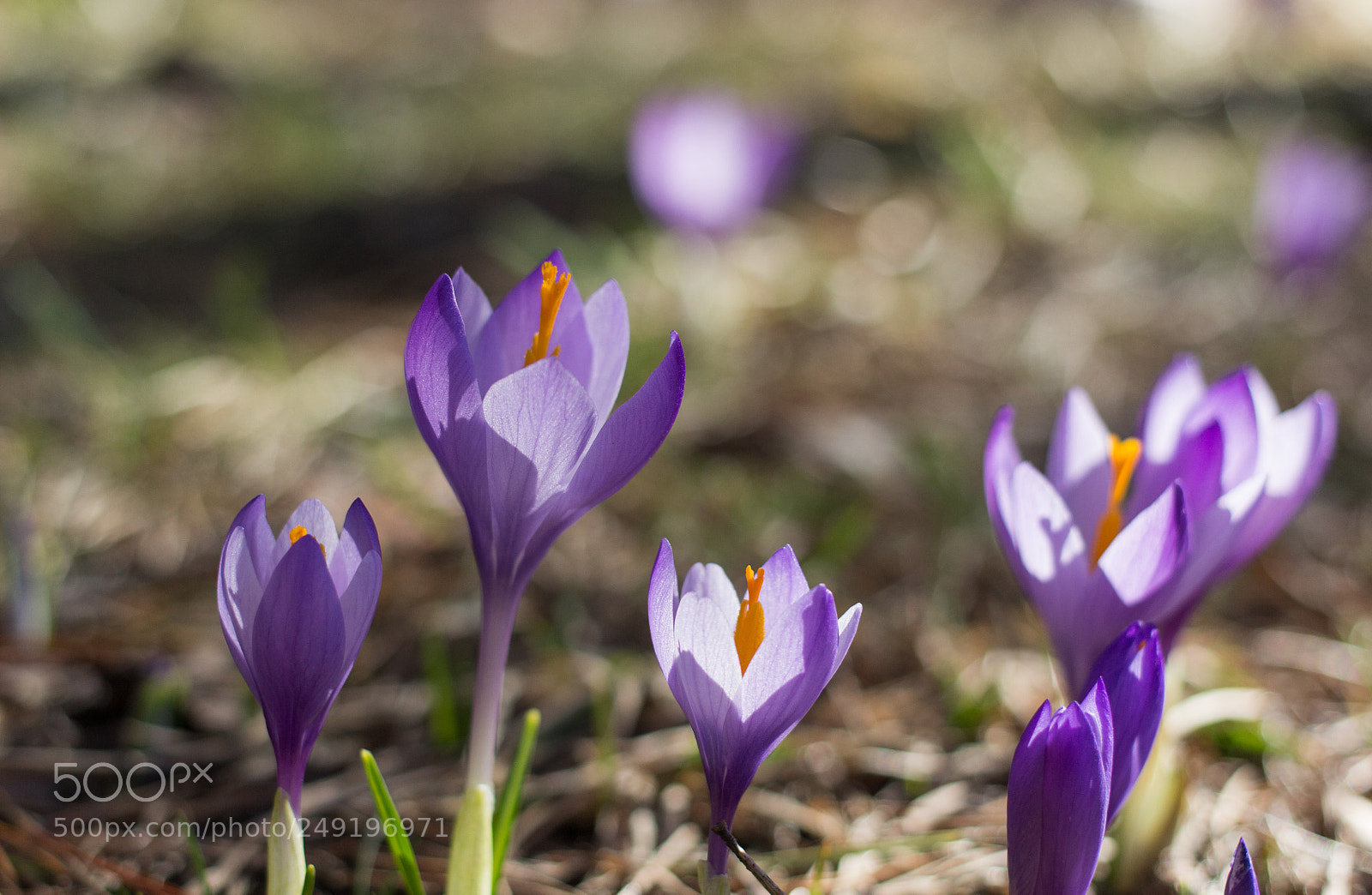 Canon EOS 600D (Rebel EOS T3i / EOS Kiss X5) sample photo. Crocuses photography