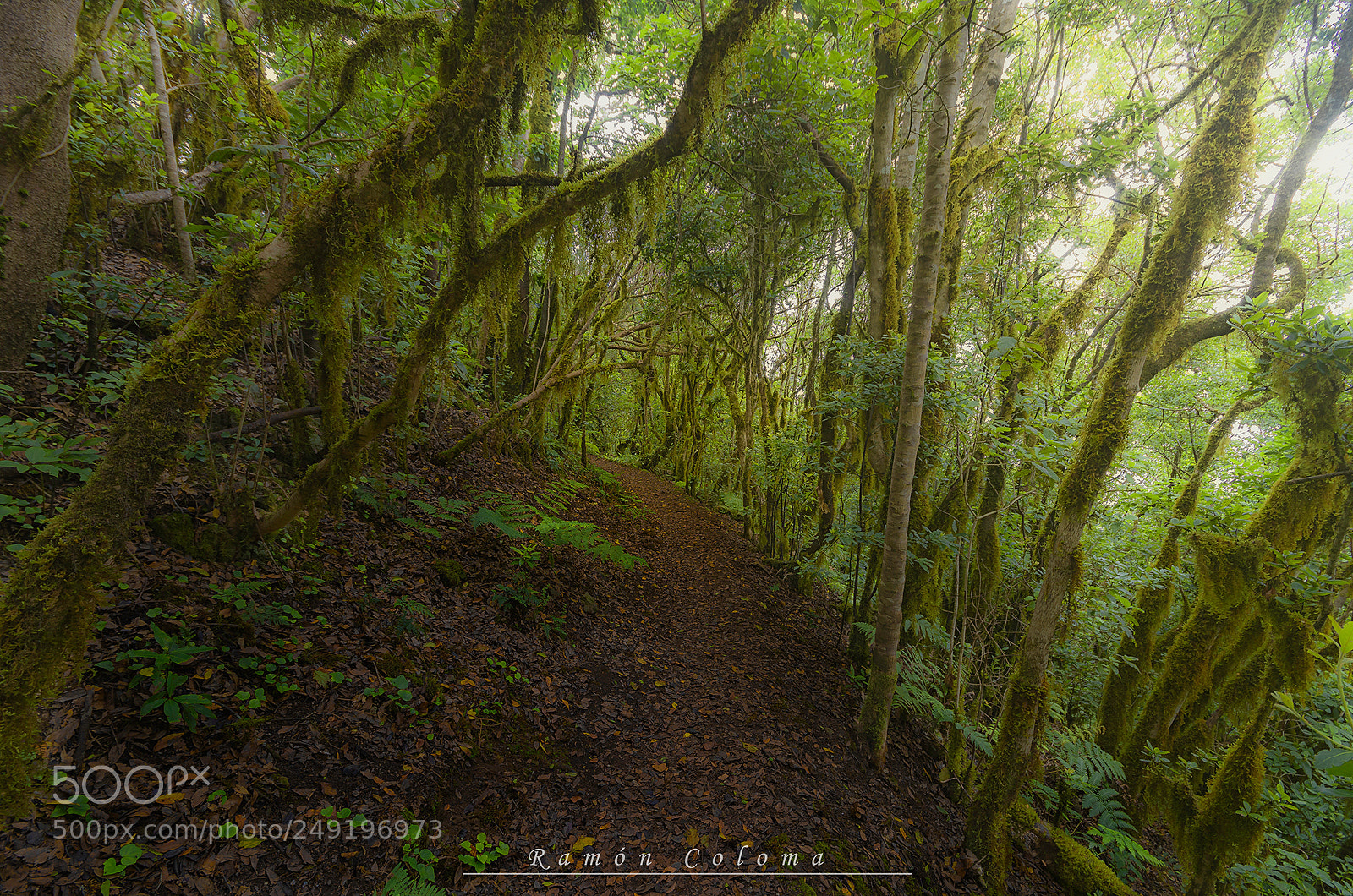 Pentax K-5 IIs sample photo. Anaga rainforest photography