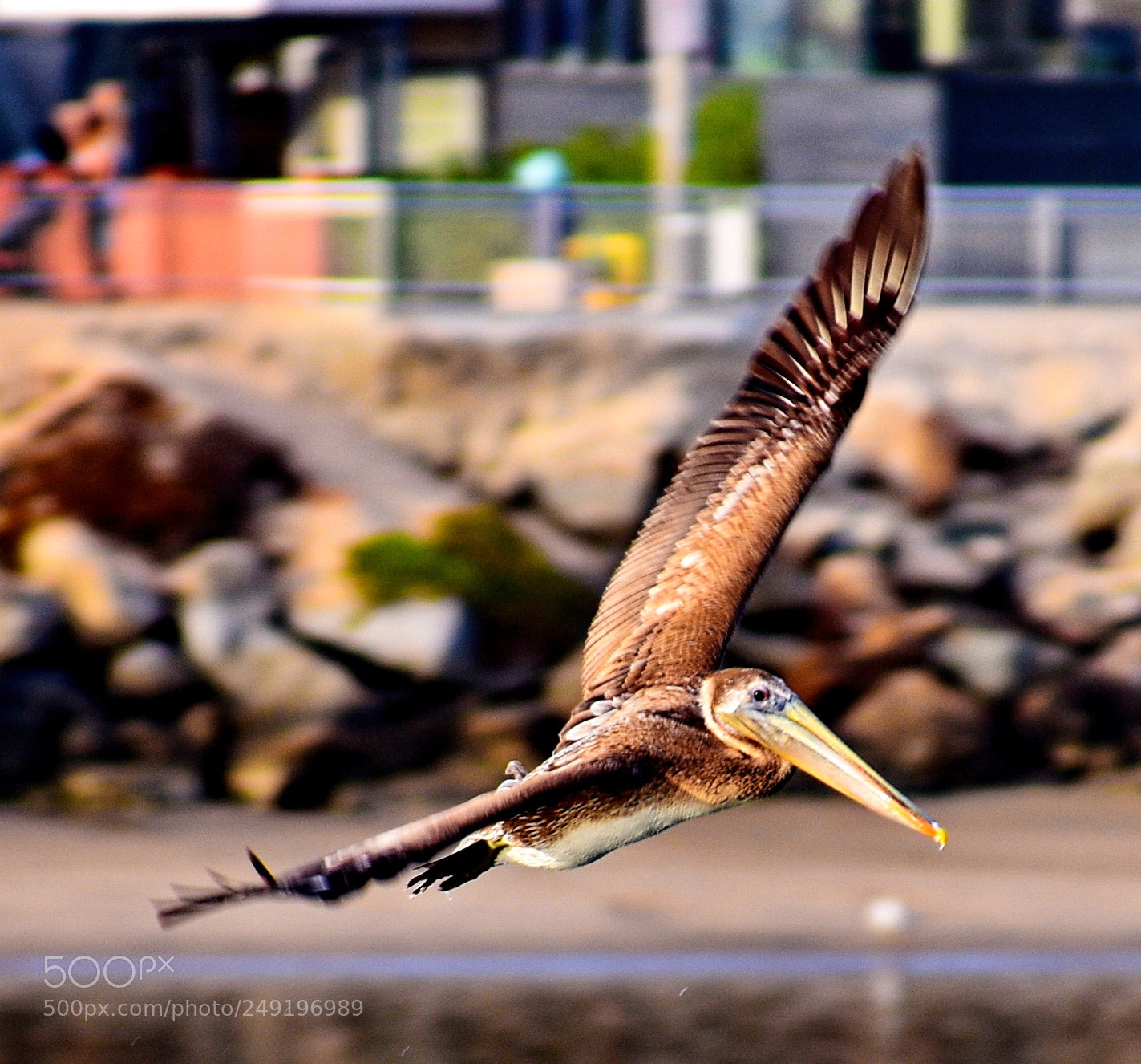 Nikon D7200 sample photo. Pelican flying across marina photography