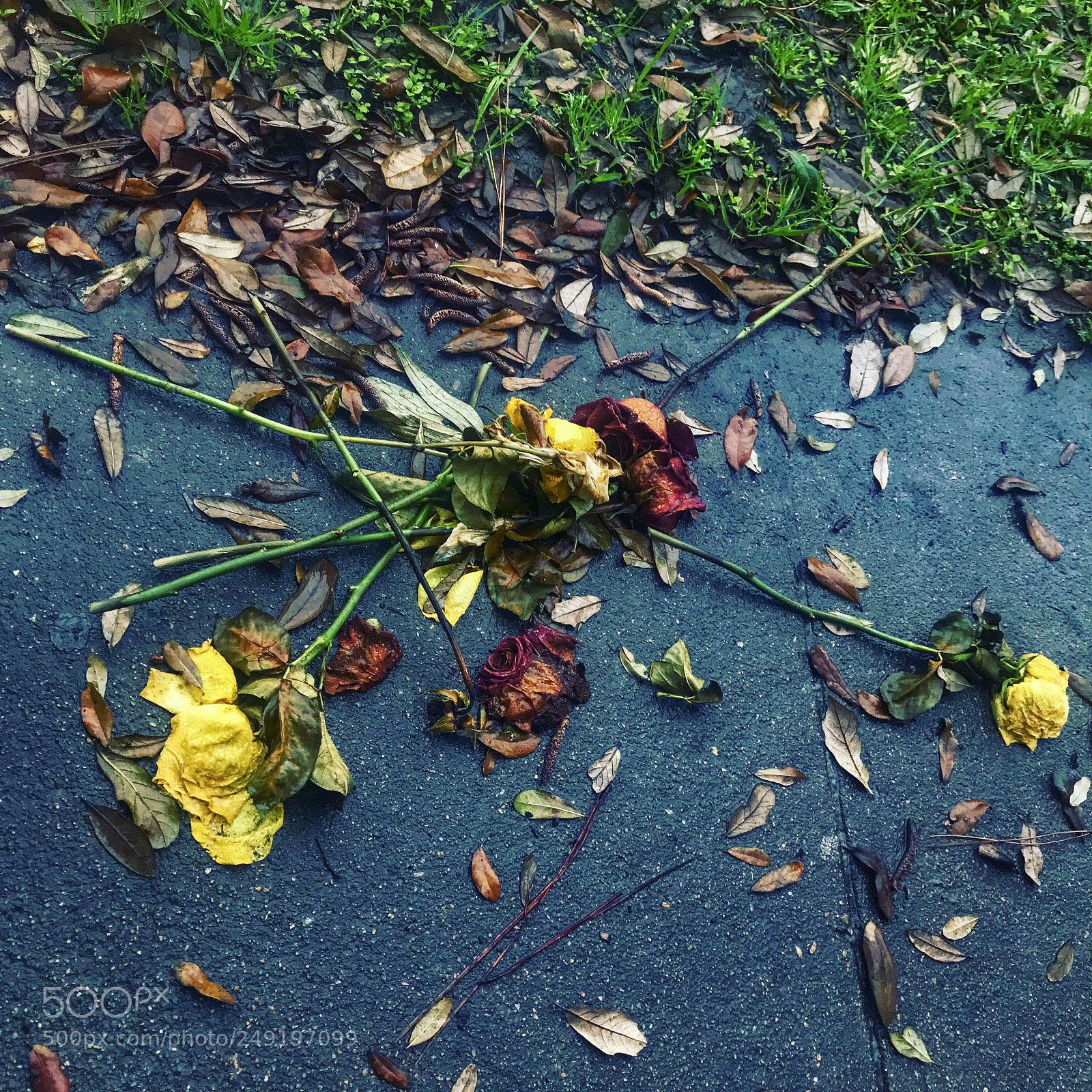 Apple iPhone 7 sample photo. “after the storm” photography