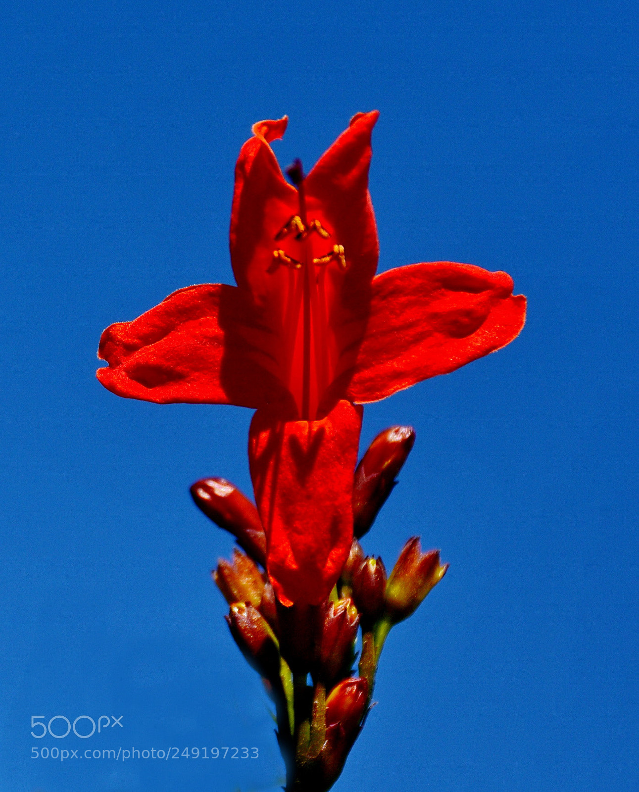 Nikon D7200 sample photo. Red tube flower in photography