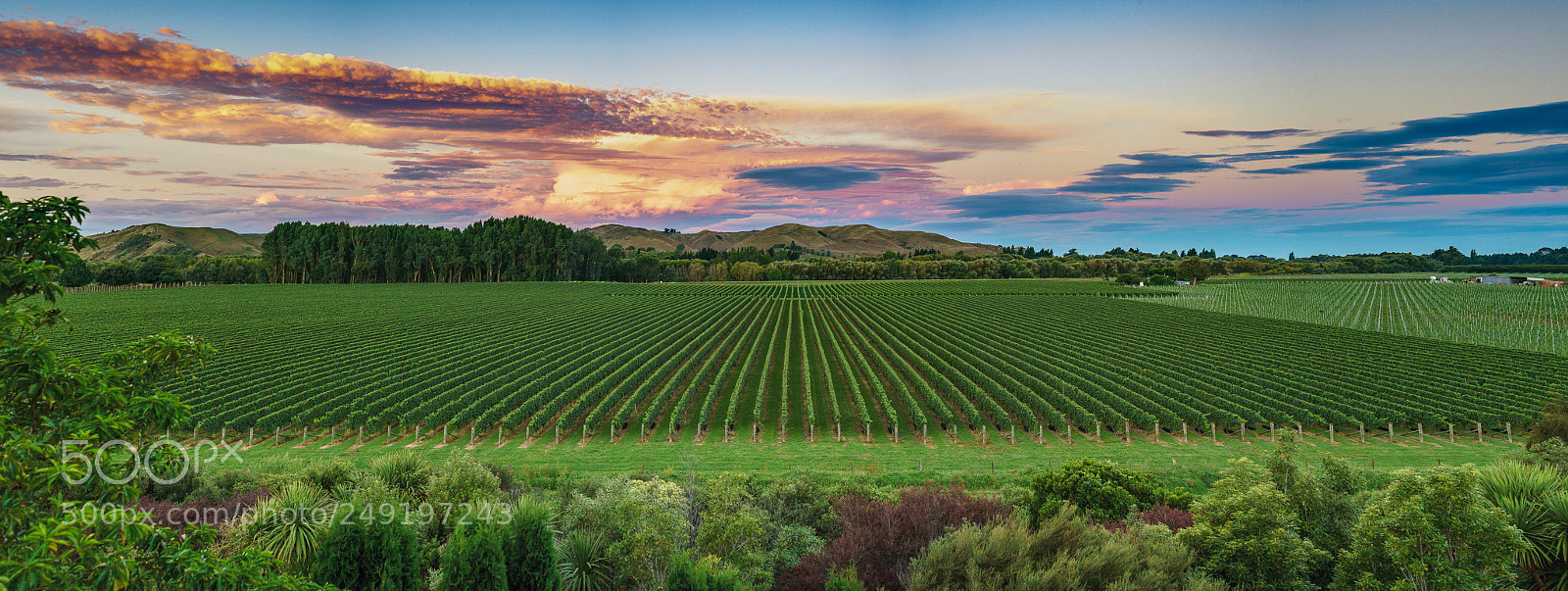 Sony a9 sample photo. Huge vineyards photography
