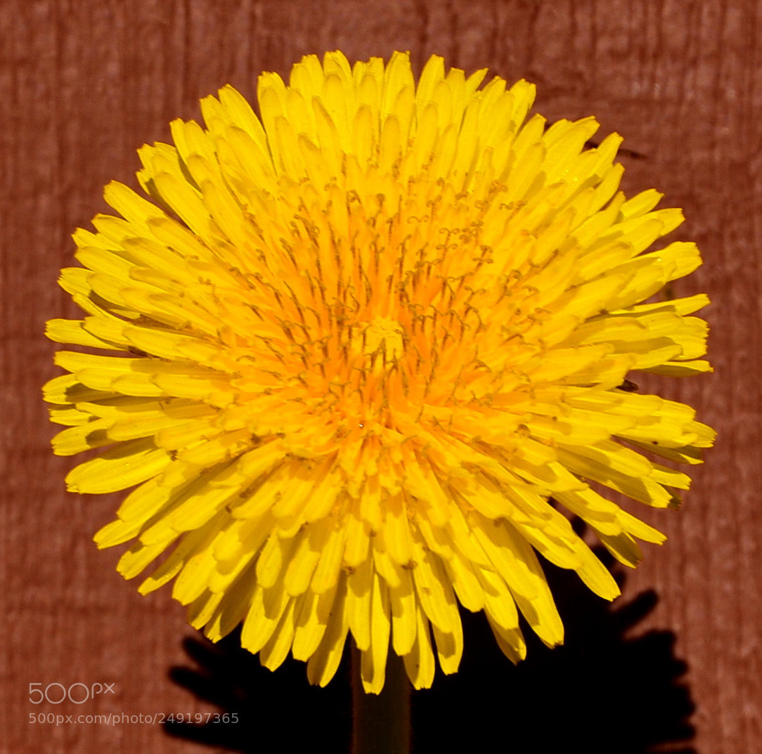 Nikon D7200 sample photo. Gold daisy photography