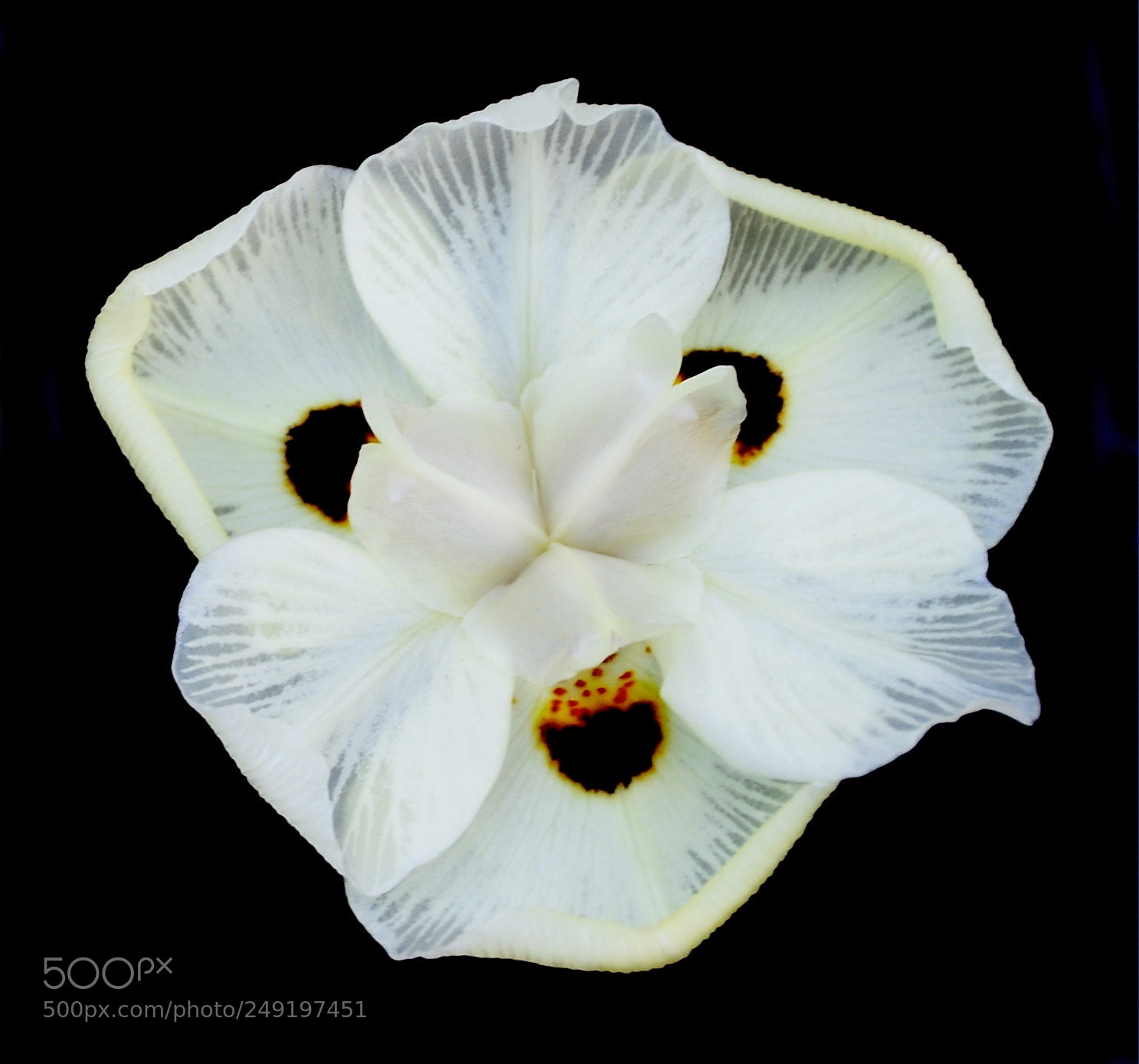 Nikon D7200 sample photo. White spotted flower in photography
