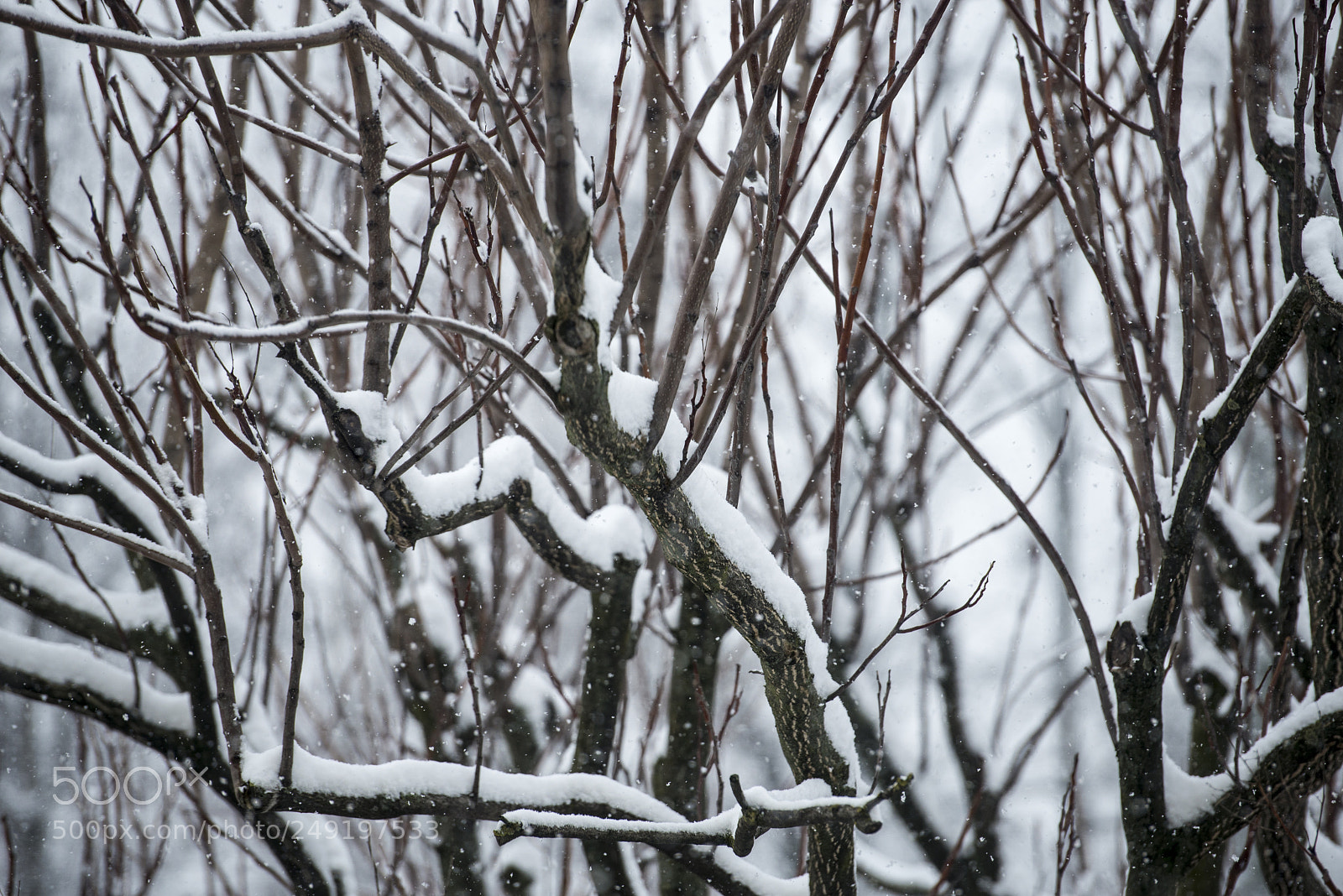 Nikon D610 sample photo. Snow photography