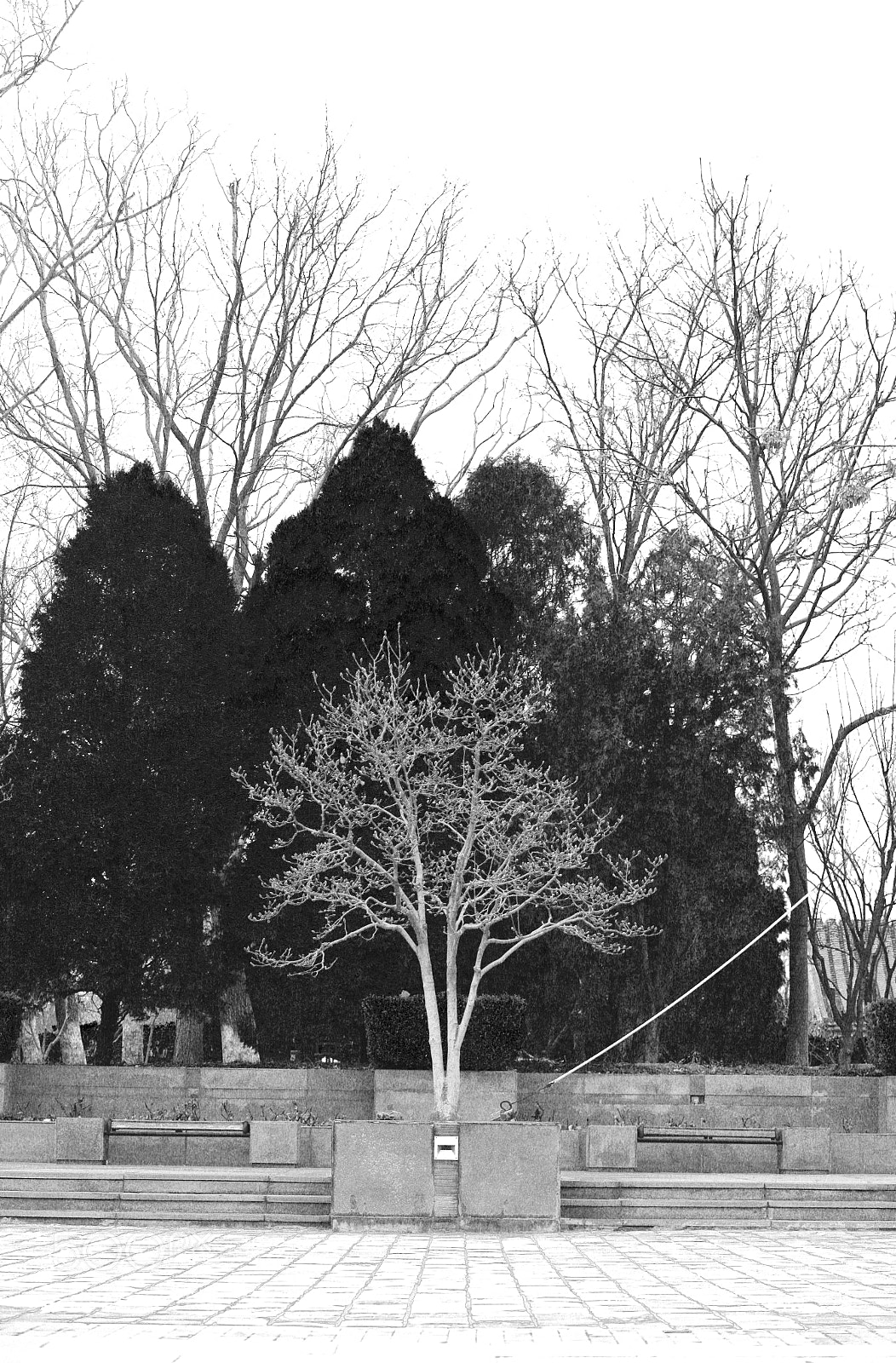 Canon EOS 5D Mark II sample photo. Tree photography