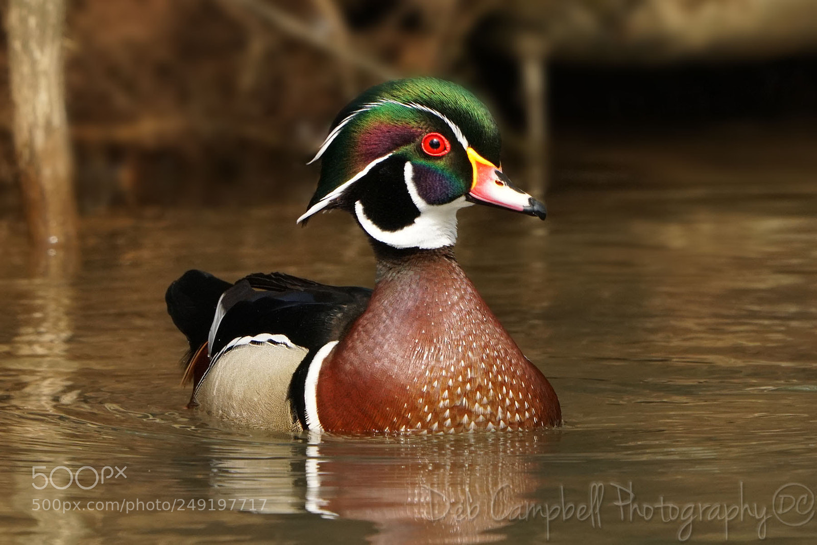 Sony a6500 sample photo. Wood duck drake photography
