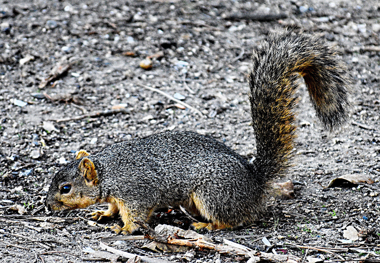 Nikon D7200 sample photo. Squirrel walking in the photography