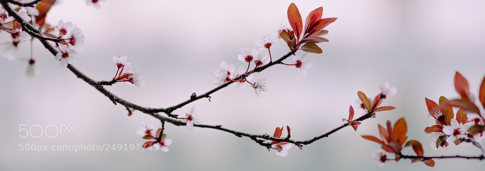 Nikon D7200 sample photo. Untitled photography