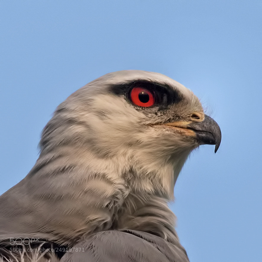 Canon EOS 7D Mark II sample photo. Black winged  kite photography